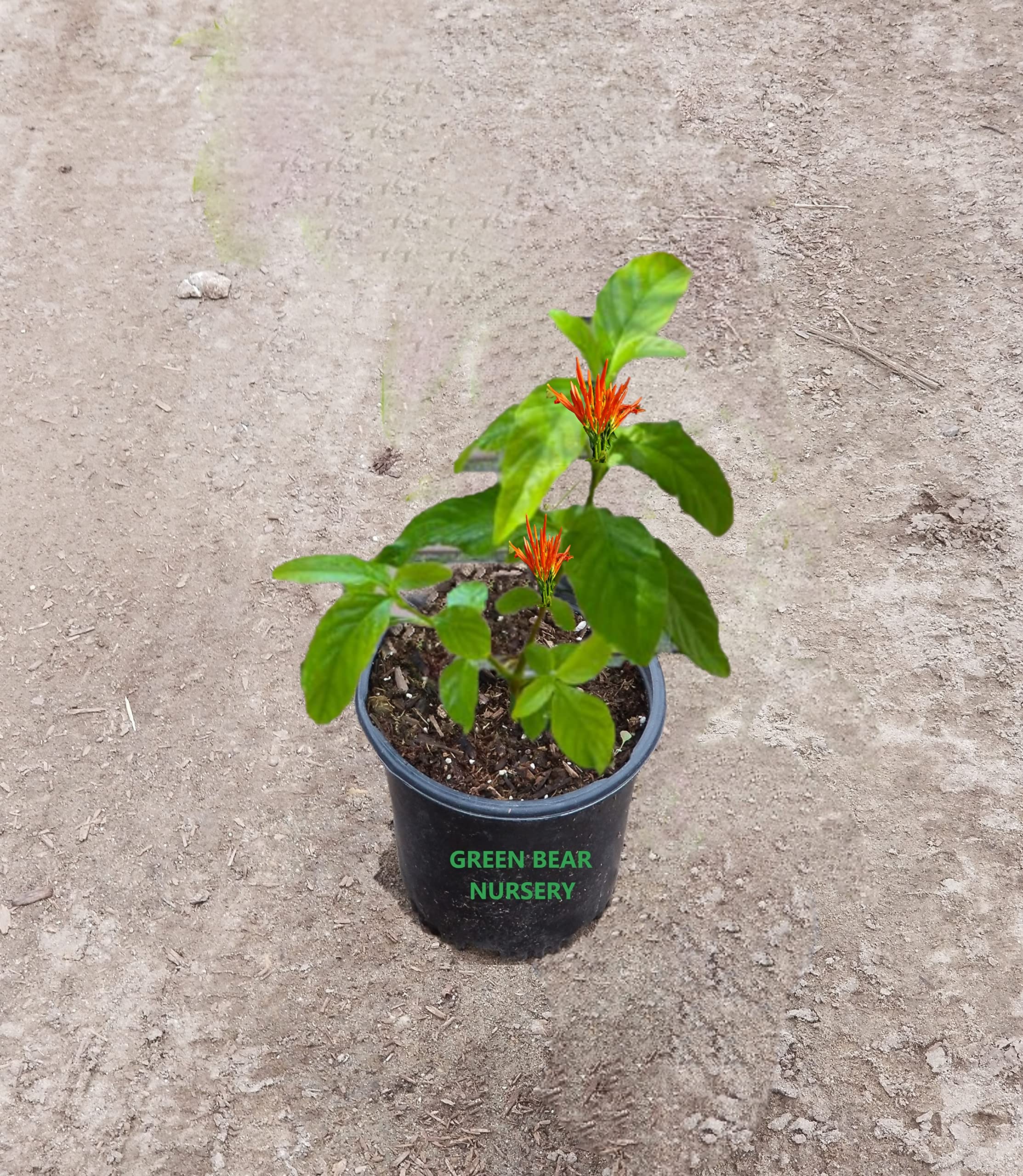 MUICLE Justicia spicigera Live Plant in 1 Gallon Pot-Mexican Honey Suckle