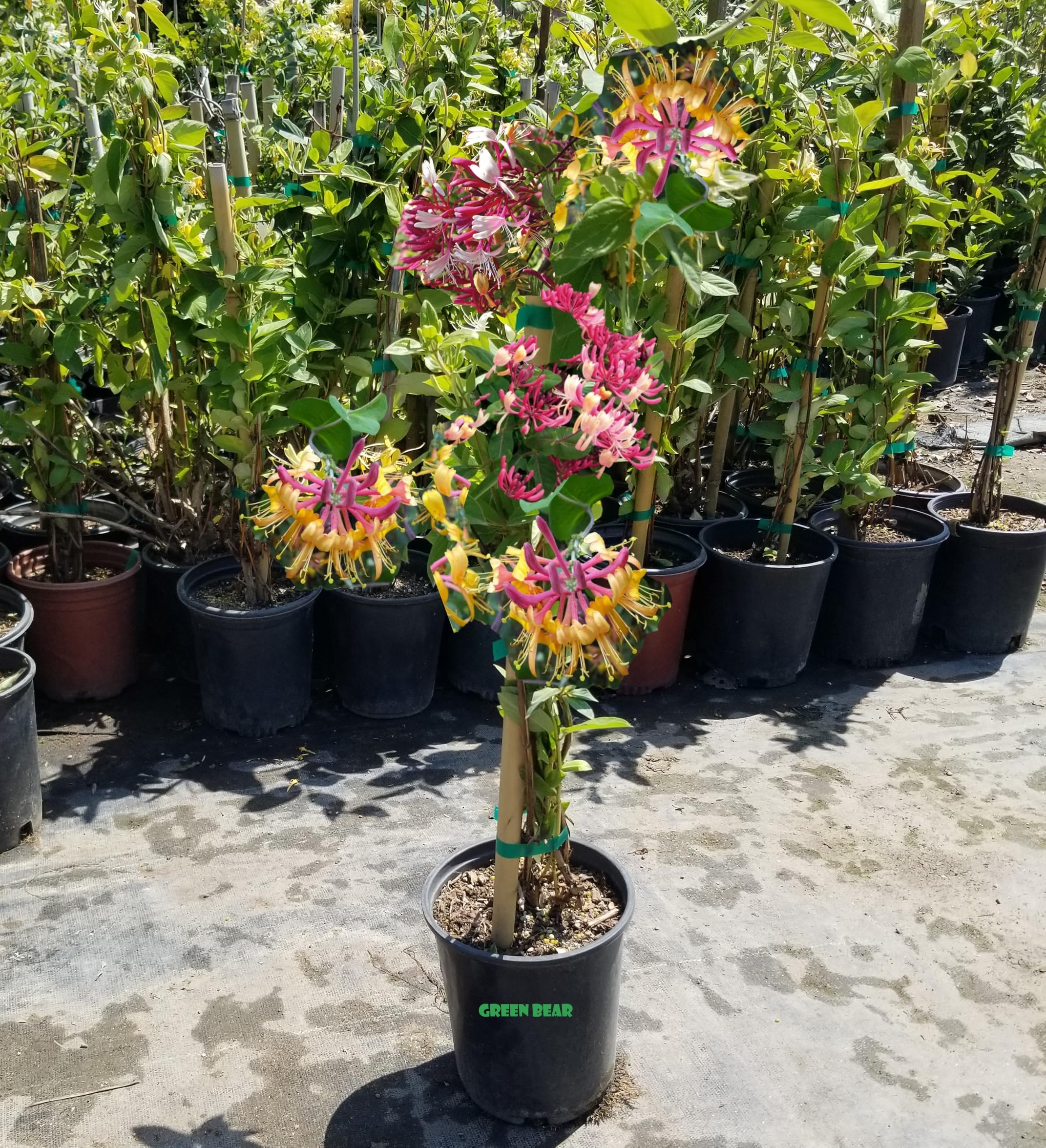 1 Gallon Peaches ans Cream Purple Leaf Japanese Honeysuckle, Pink-Red-Yellow Flowers, Climbing Vine, Hummingbird Favorite, Full Sun to Partial Shade
