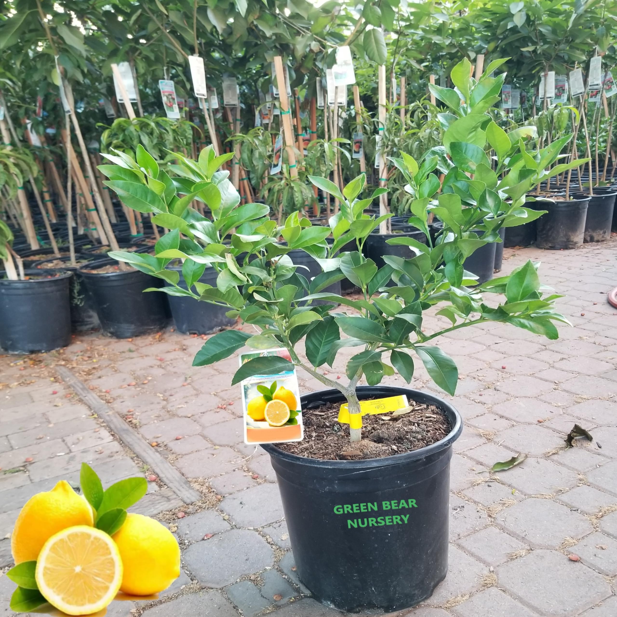 Live Meyer Lemon Tree,Grow a Delicious Fruit Bearing Bonsai Tree - Ships 3 to 4 feet Tall