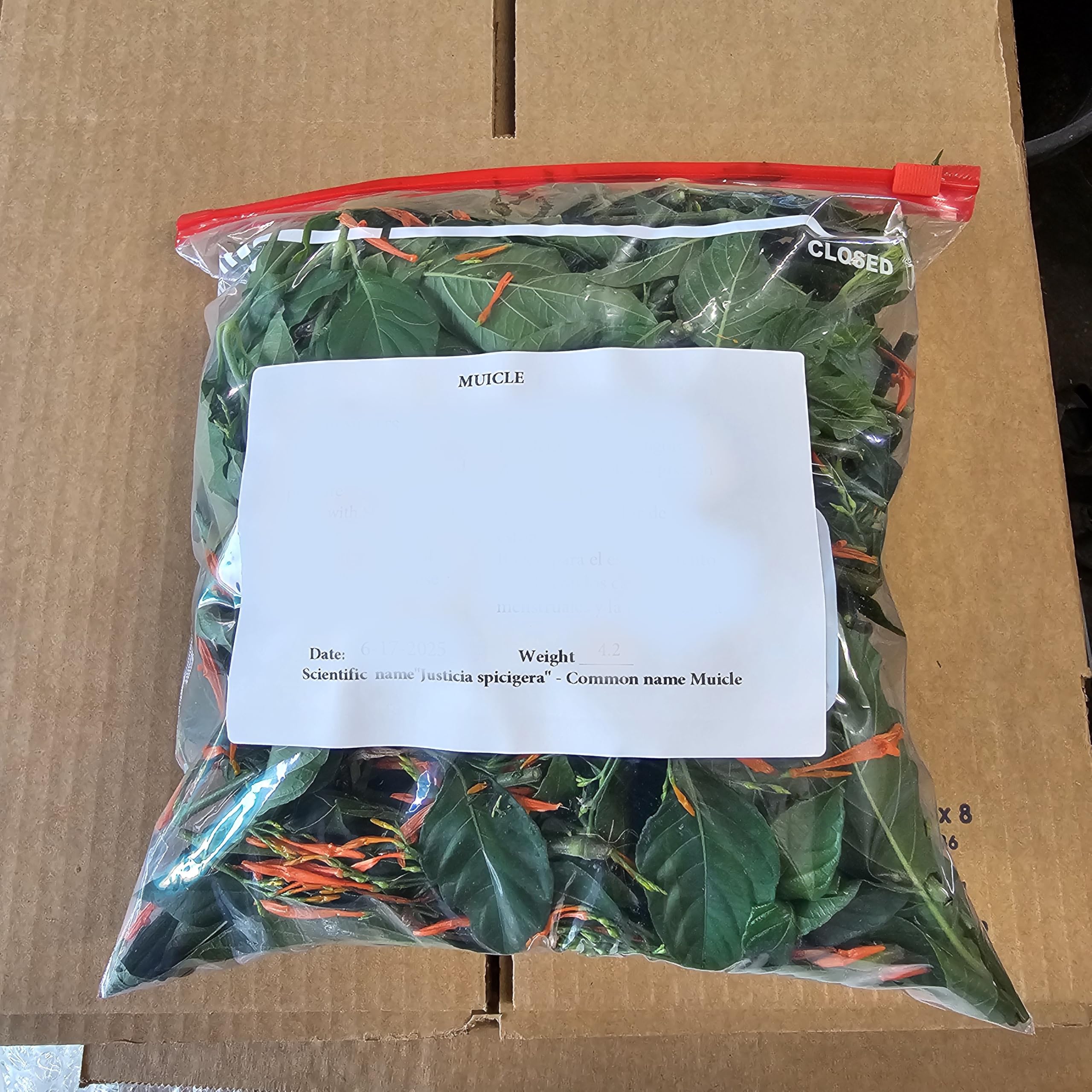 Muicle Muitle Hierba/te Muycle Mexican Honeysuckle 100% 4.5 oz Fresh cut natural grown herbs/tea