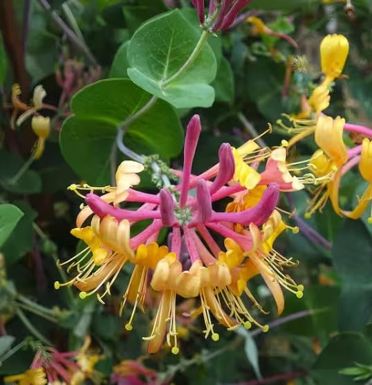 1 Gallon Peaches ans Cream Purple Leaf Japanese Honeysuckle, Pink-Red-Yellow Flowers, Climbing Vine, Hummingbird Favorite, Full Sun to Partial Shade