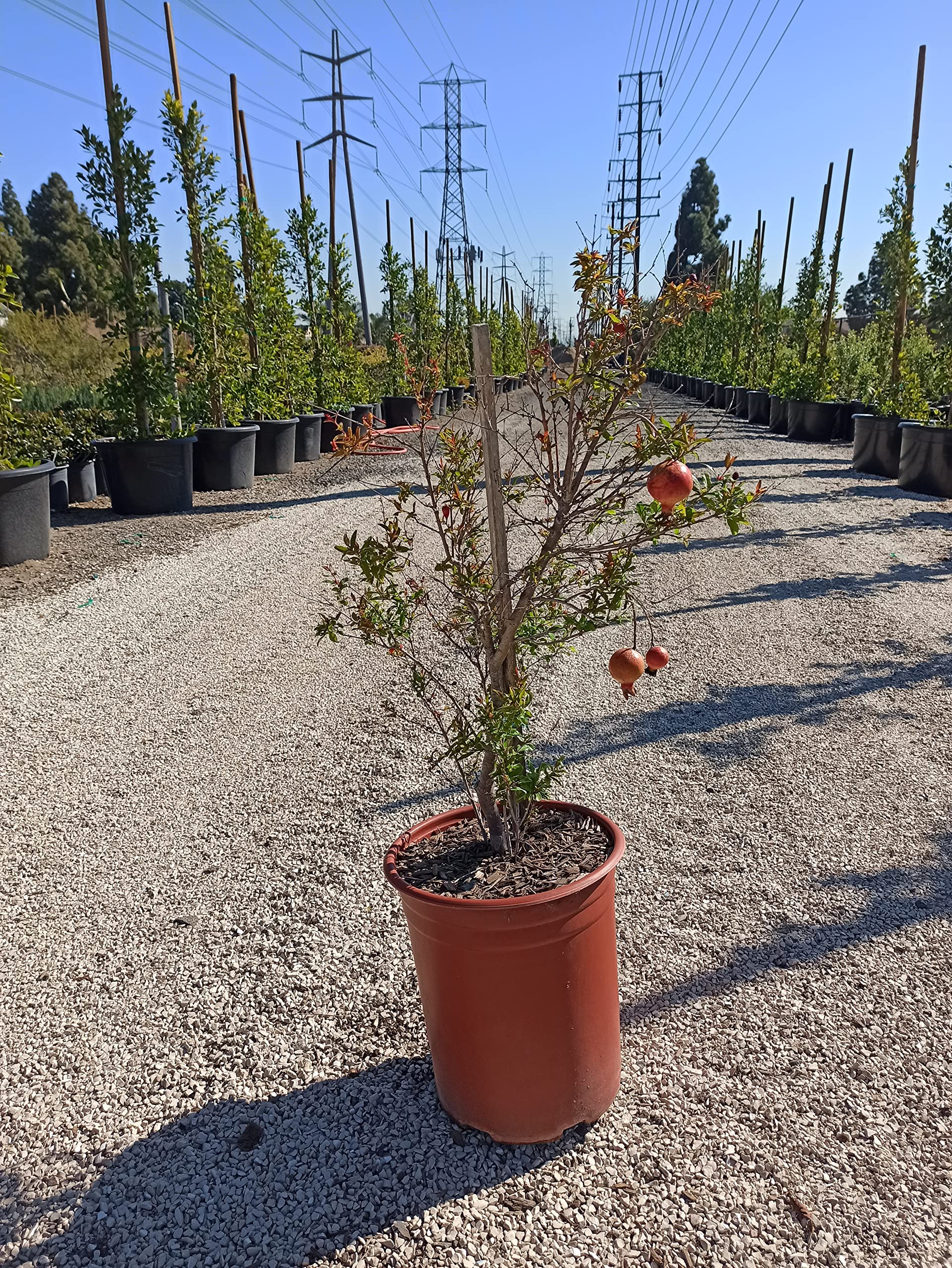 Pomegranate Bonsai Fruit Tree – Dwarf Small Ornamental Fruit Live Tree 5 Gallon Small Fruit Variety Bonsai Style Tree