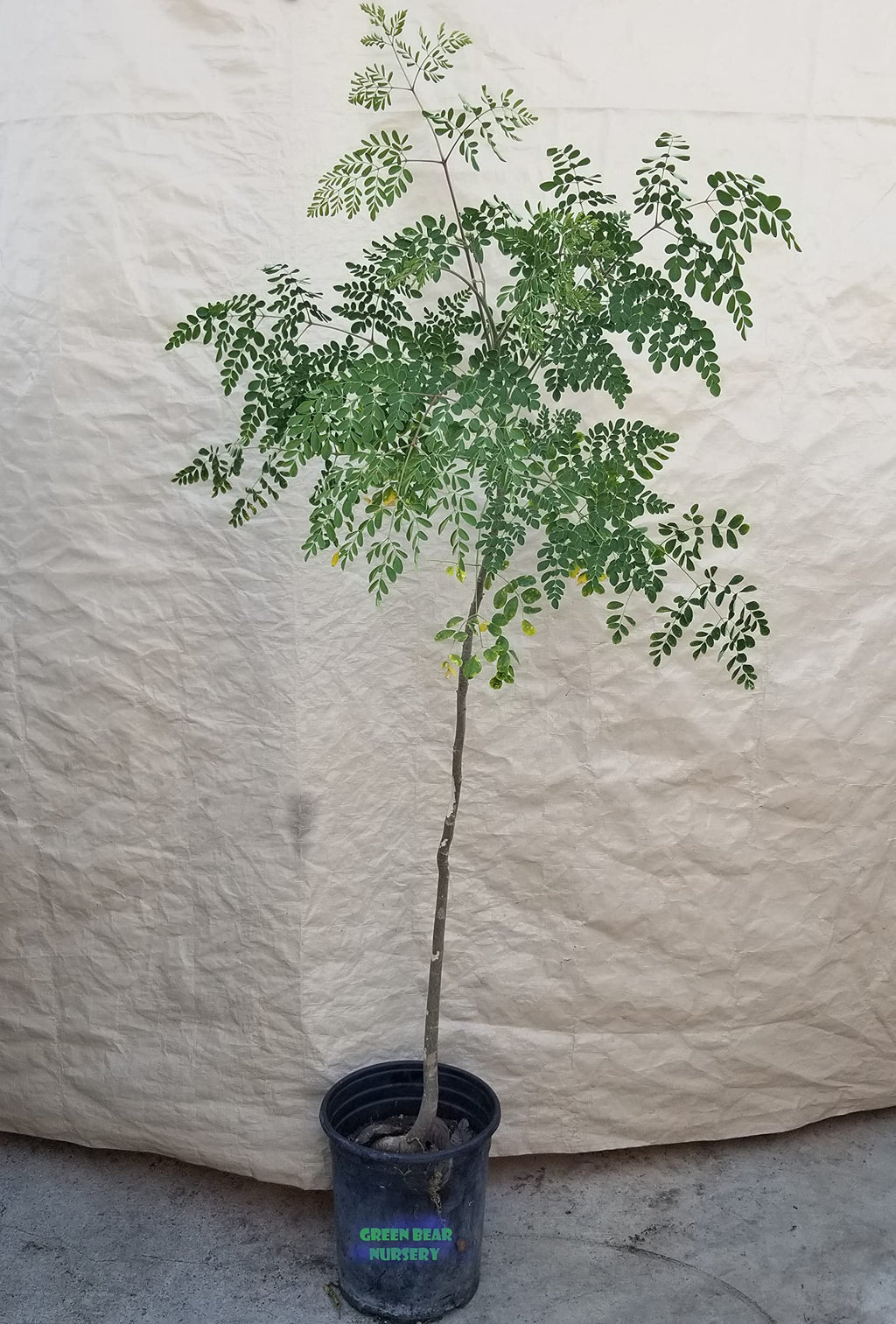 Moringa " Moringa oleifera" Edible Leaves Tree is 2 to 4 Feet Tall Live and Well Rooted Moringa Tree 3 Year Old 5 Gallon Potted