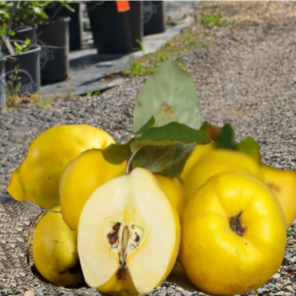 Grafted Membrillo Quince Fruit Tree, 4-6 Feet Tall, Potted, Fruiting Age