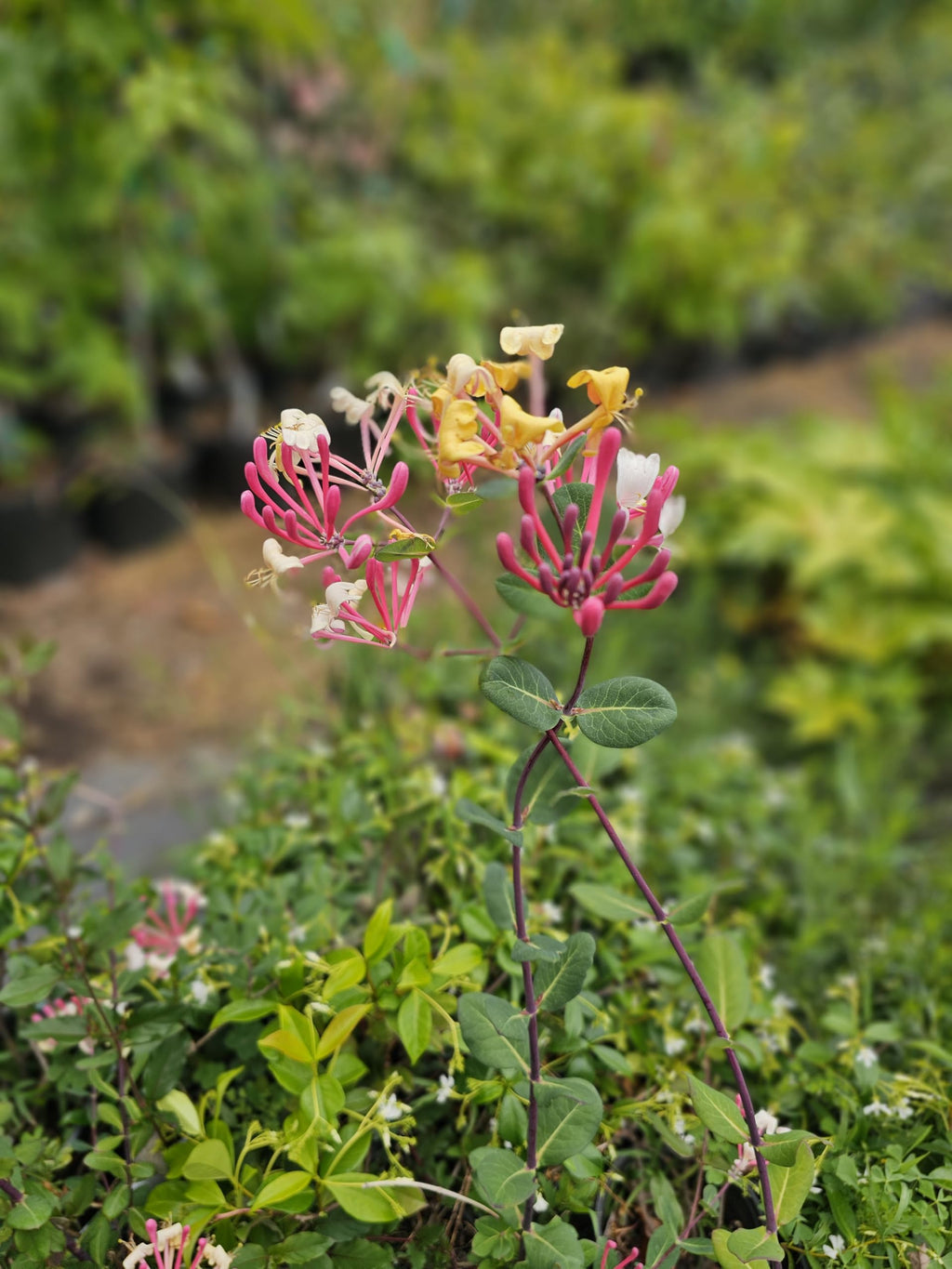 1 Gallon Peaches ans Cream Purple Leaf Japanese Honeysuckle, Pink-Red-Yellow Flowers, Climbing Vine, Hummingbird Favorite, Full Sun to Partial Shade