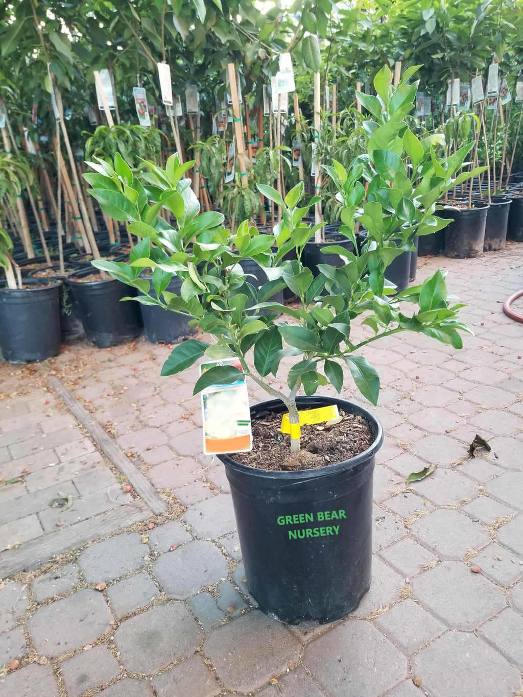 Live Meyer Lemon Tree,Grow a Delicious Fruit Bearing Bonsai Tree - Ships 3 to 4 feet Tall