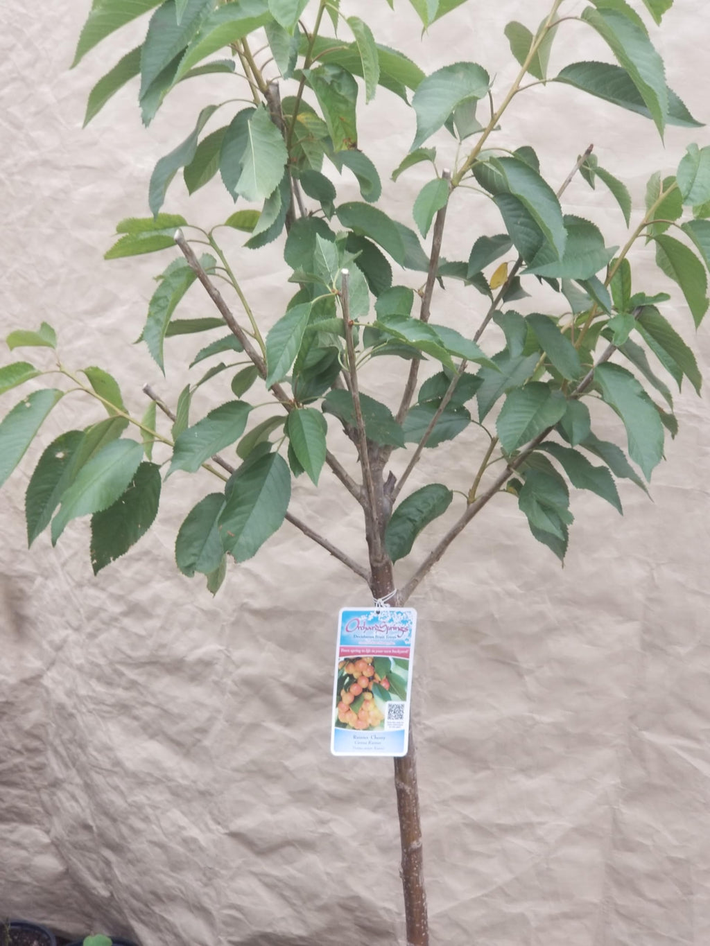 Green Bear Grafted Rainier Cherry Tree, 5-6 Ft Tall, Live Potted Fruit Tree, Full Sun to Partial Shade