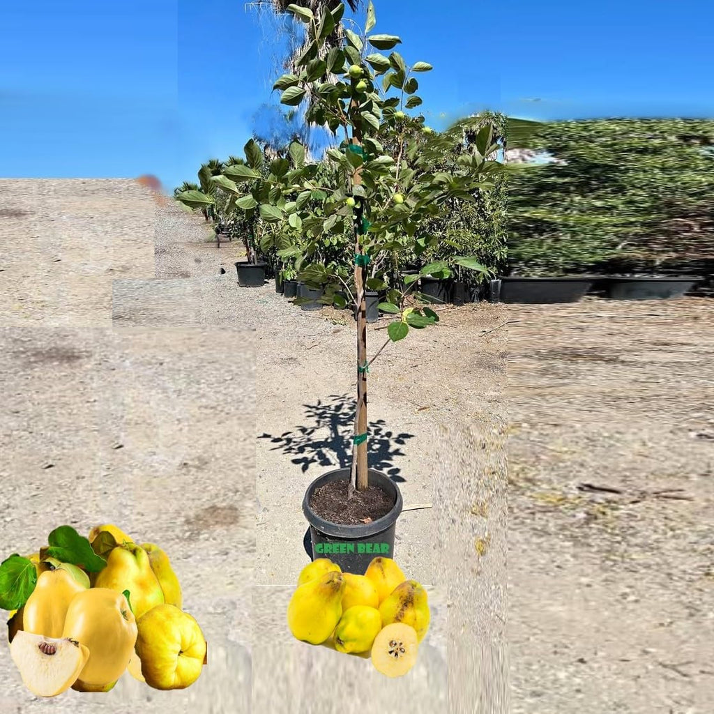 Grafted Membrillo Quince Fruit Tree, 4-6 Feet Tall, Potted, Fruiting Age