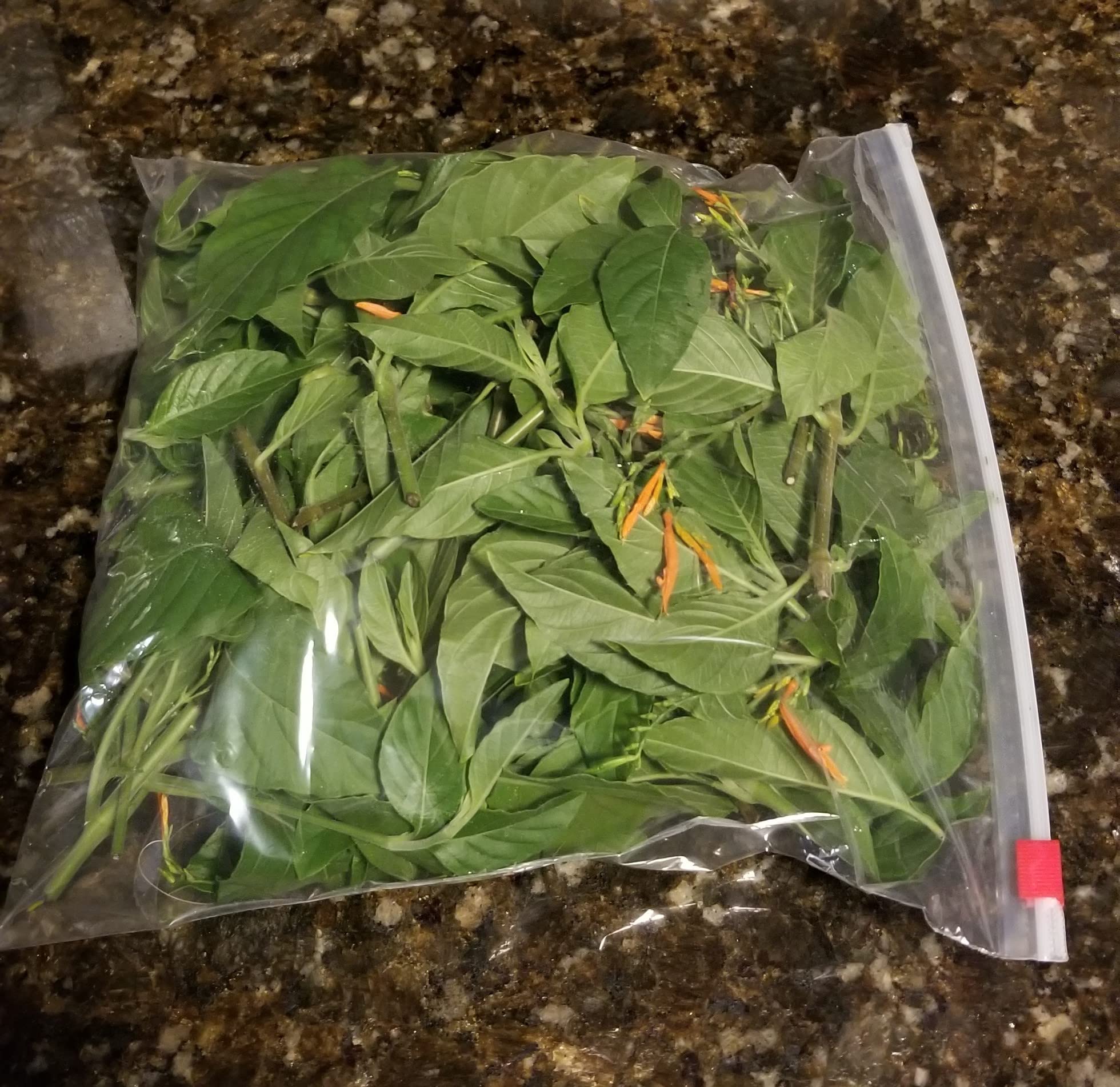 Muicle Muitle Hierba/te Muycle Mexican Honeysuckle 100% 4 oz Fresh cut natural grown herbs/tea