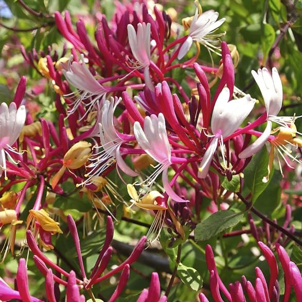 1 Gallon Peaches ans Cream Purple Leaf Japanese Honeysuckle, Pink-Red-Yellow Flowers, Climbing Vine, Hummingbird Favorite, Full Sun to Partial Shade