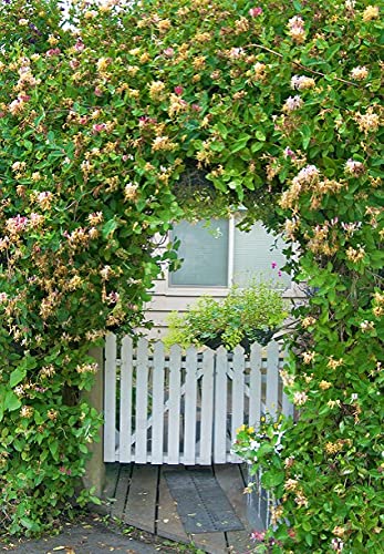1 Gallon Peaches ans Cream Purple Leaf Japanese Honeysuckle, Pink-Red-Yellow Flowers, Climbing Vine, Hummingbird Favorite, Full Sun to Partial Shade
