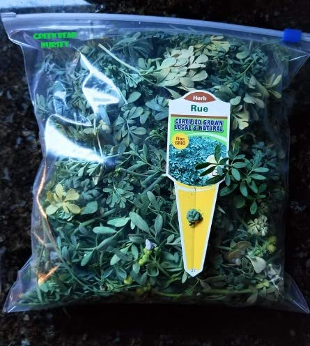 1 Bags of Fresh Organic Rue Plant Ruda Common Rue Herb of Grace 4 oz of Branches and Leaves