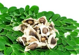 Moringa " Moringa oleifera" Edible Leaves Tree is 2 to 4 Feet Tall Live and Well Rooted Moringa Tree 3 Year Old 5 Gallon Potted