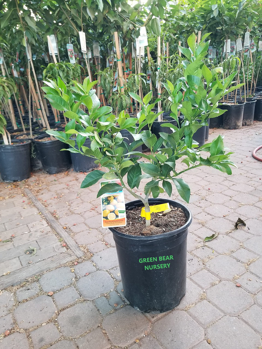 Eureka Lemon Grafted Fruit Tree (5 Gallon Potted)