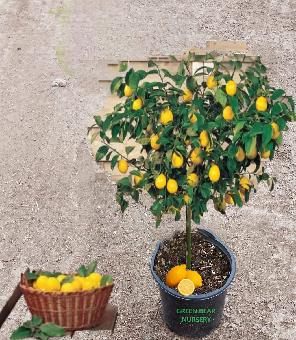Live Meyer Lemon Tree,Grow a Delicious Fruit Bearing Bonsai Tree - Ships 3 to 4 feet Tall