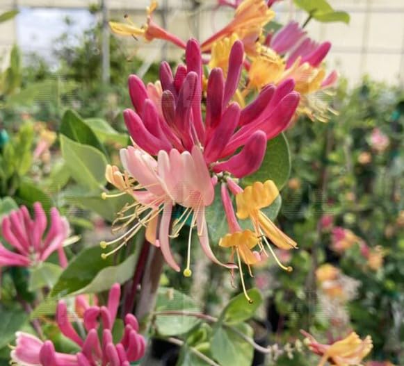 1 Gallon Peaches ans Cream Purple Leaf Japanese Honeysuckle, Pink-Red-Yellow Flowers, Climbing Vine, Hummingbird Favorite, Full Sun to Partial Shade