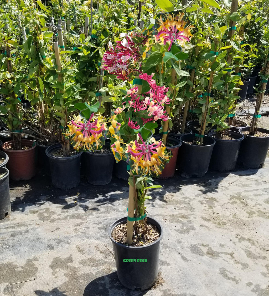 1 Gallon Peaches ans Cream Purple Leaf Japanese Honeysuckle, Pink-Red-Yellow Flowers, Climbing Vine, Hummingbird Favorite, Full Sun to Partial Shade