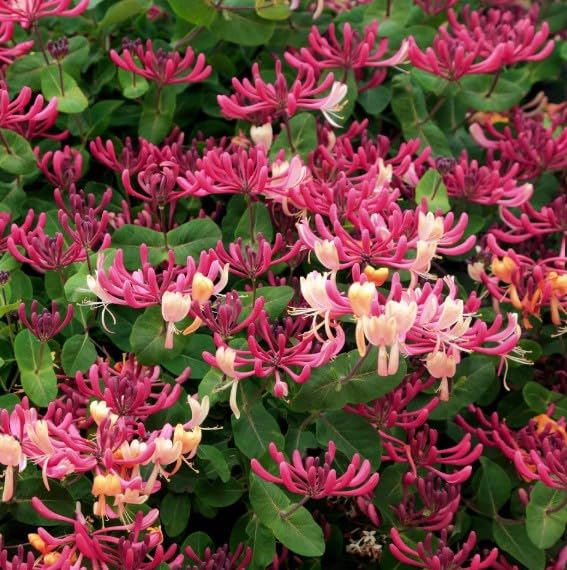 1 Gallon Peaches ans Cream Purple Leaf Japanese Honeysuckle, Pink-Red-Yellow Flowers, Climbing Vine, Hummingbird Favorite, Full Sun to Partial Shade