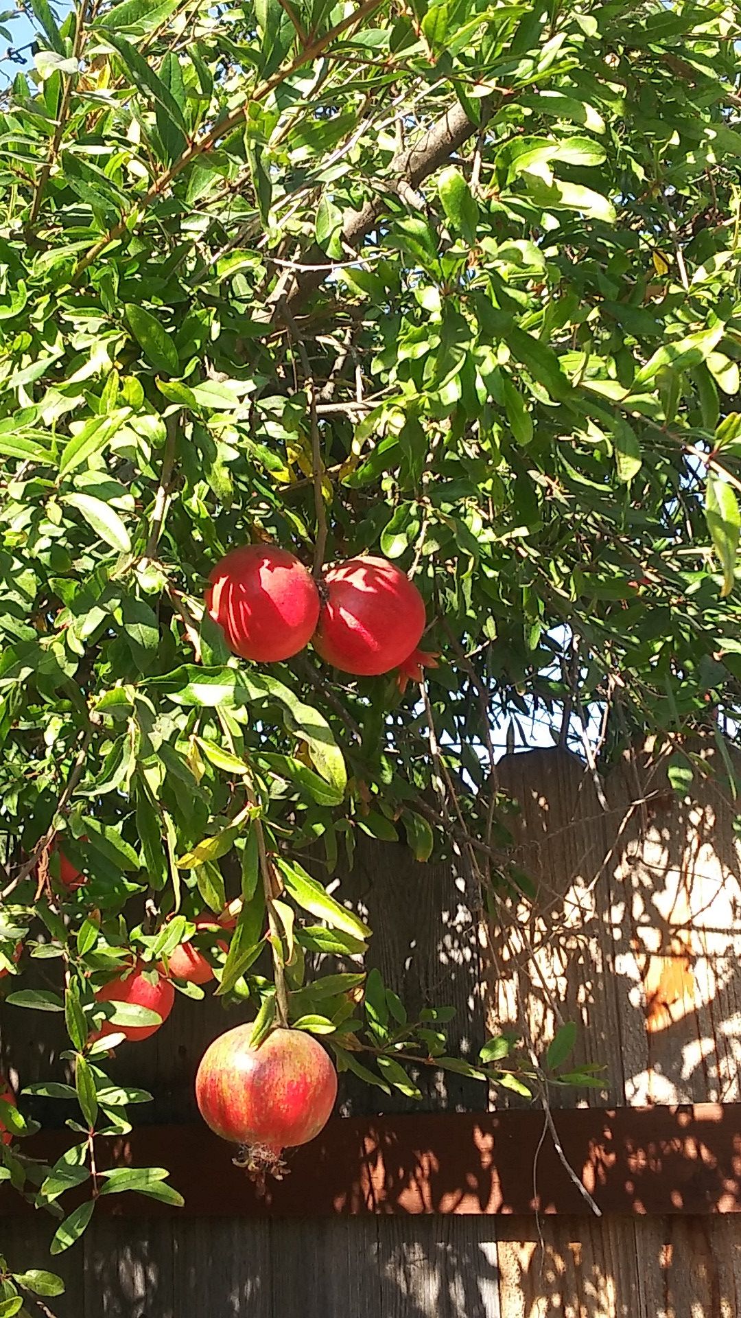 Pomegranate Bonsai Fruit Tree – Dwarf Small Ornamental Fruit Live Tree 5 Gallon Small Fruit Variety Bonsai Style Tree