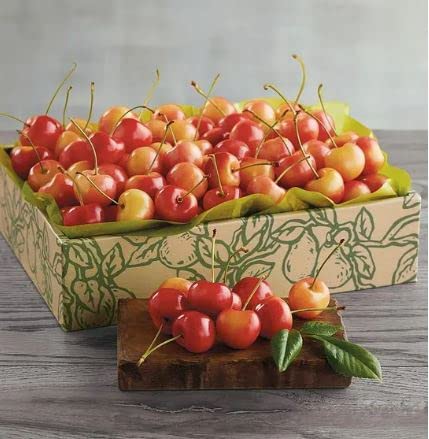 Green Bear Grafted Rainier Cherry Tree, 5-6 Ft Tall, Live Potted Fruit Tree, Full Sun to Partial Shade