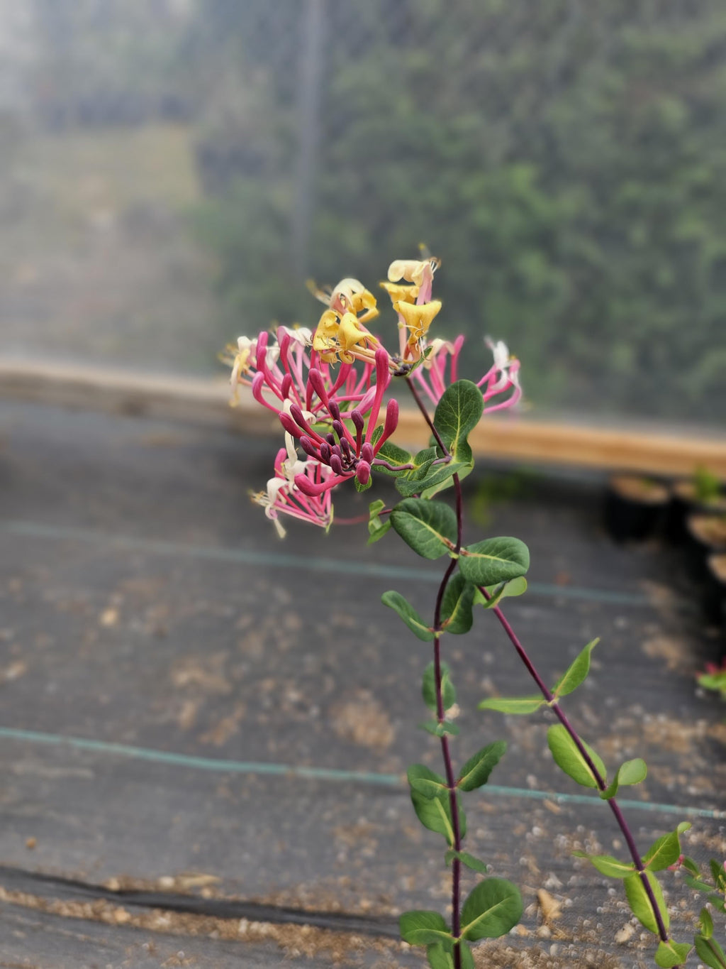 1 Gallon Peaches ans Cream Purple Leaf Japanese Honeysuckle, Pink-Red-Yellow Flowers, Climbing Vine, Hummingbird Favorite, Full Sun to Partial Shade