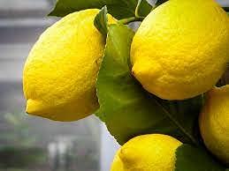 Eureka Lemon Grafted Fruit Tree (5 Gallon Potted)