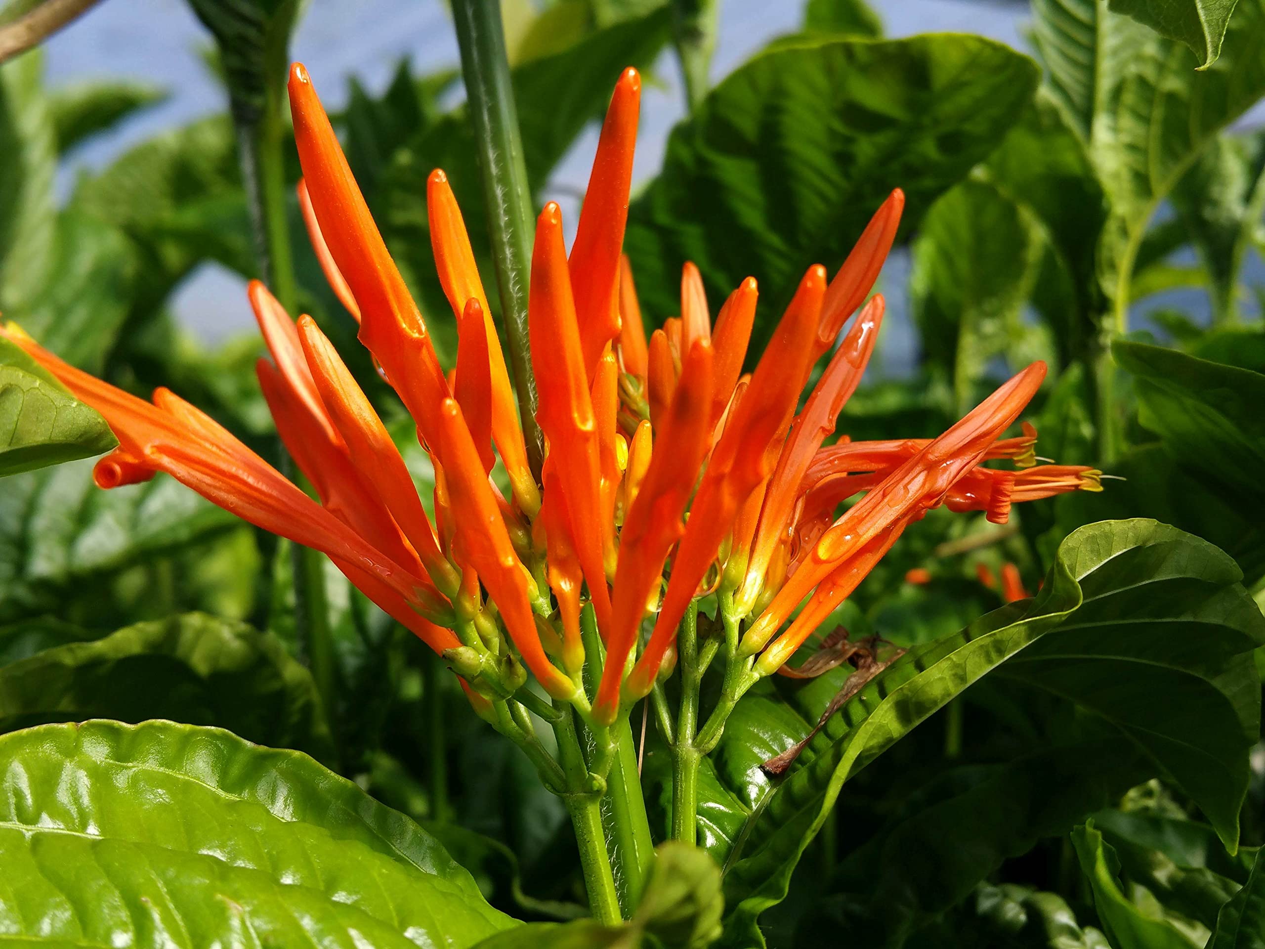 Muicle Muitle Hierba/te Muycle Mexican Honeysuckle 100% 4 oz Fresh cut natural grown herbs/tea