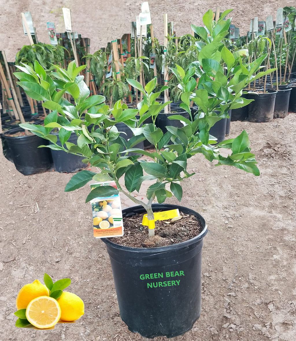 Eureka Lemon Grafted Fruit Tree (5 Gallon Potted)