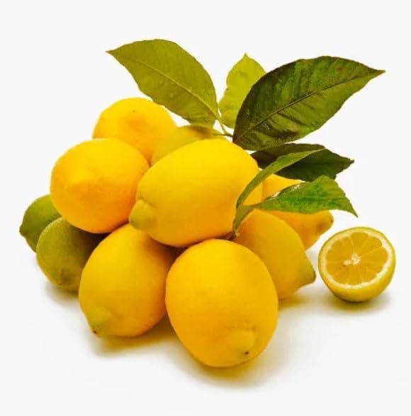 Live Meyer Lemon Tree,Grow a Delicious Fruit Bearing Bonsai Tree - Ships 3 to 4 feet Tall