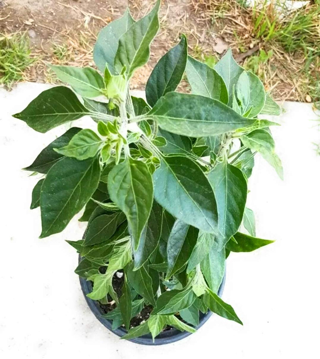 1 Live Pepper Chile de Arbol Chili Capsicum anuum 'De Árbol' Plant r Also Known as Bird's Beak Chile and Rat's Tail Chile