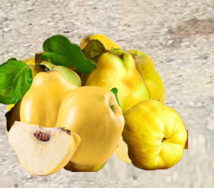 Grafted Membrillo Quince Fruit Tree, 4-6 Feet Tall, Potted, Fruiting Age
