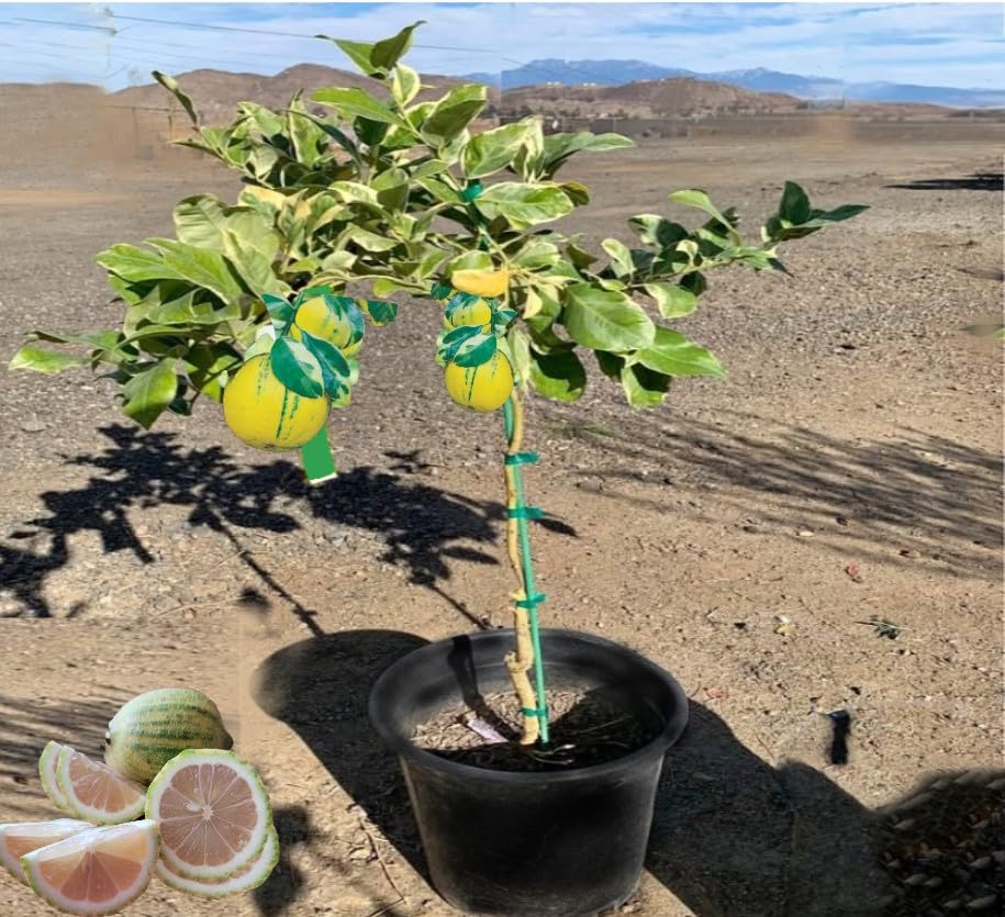 Eureka Lemon Grafted Fruit Tree (5 Gallon Potted)