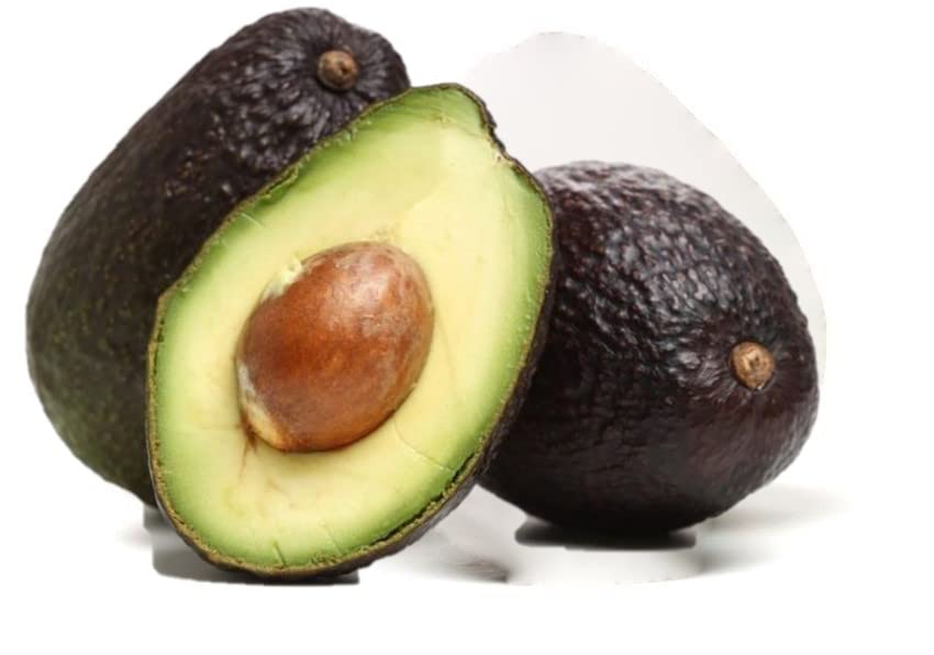 Lamb HASS Avocado Tree Live 5 Gallon 2 to 3 feet Tall Grafted
