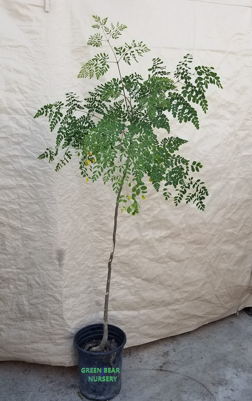 Moringa " Moringa oleifera" Edible Leaves Tree is 2 to 4 Feet Tall Live and Well Rooted Moringa Tree 3 Year Old 5 Gallon Potted