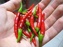 1 Live Pepper Chile de Arbol Chili Capsicum anuum 'De Árbol' Plant r Also Known as Bird's Beak Chile and Rat's Tail Chile