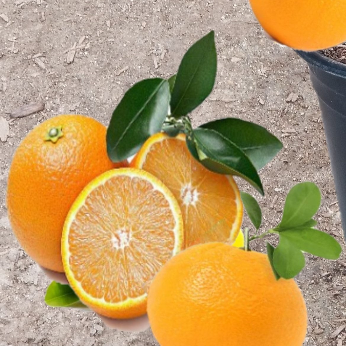 Valencia Orange Fruit Tree, 4 Year Old Grafted, Full Sun Plant, Outdoor , indoor & patio Growing, 2-3Ft Tall 5 Gallon Potted