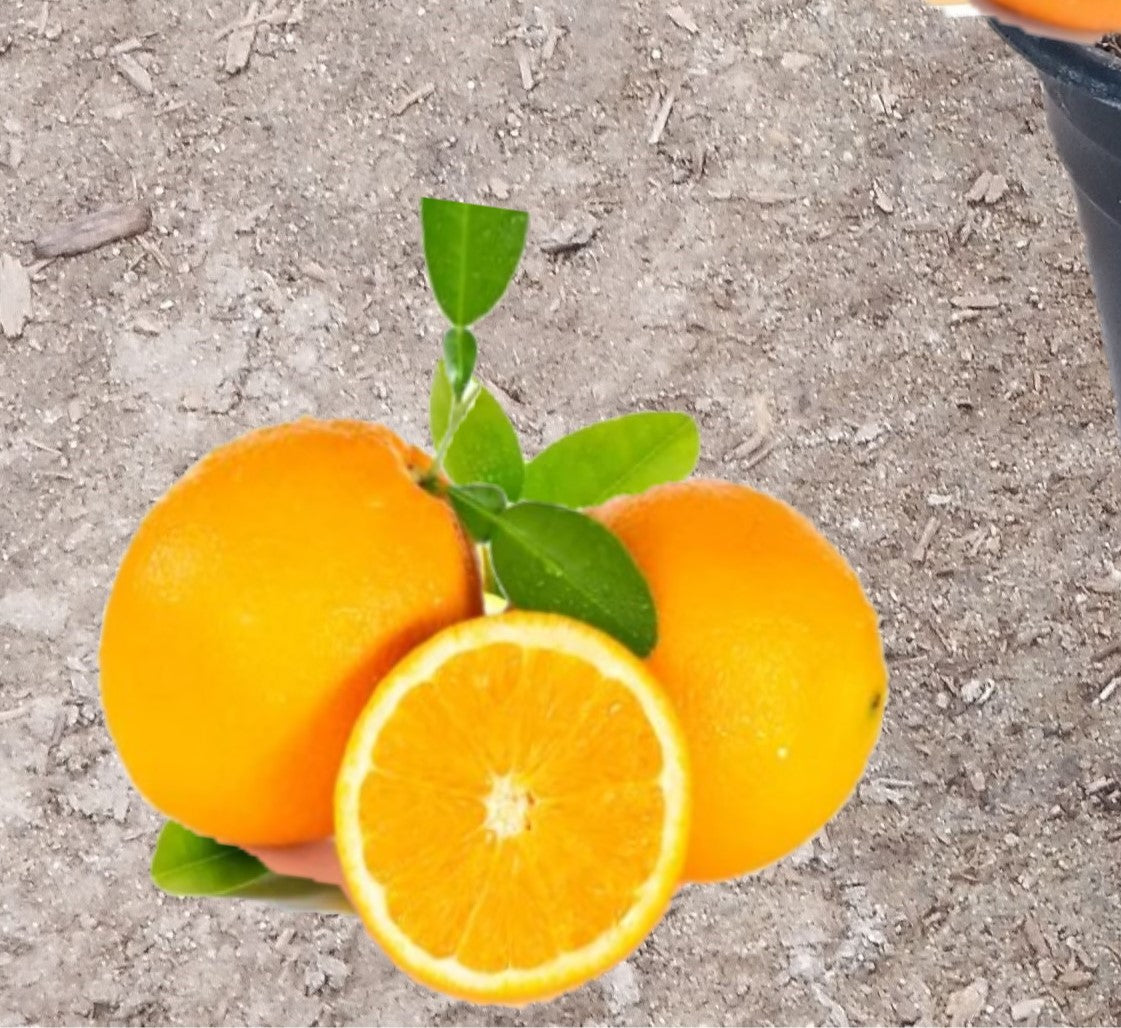 Valencia Orange Fruit Tree, 4 Year Old Grafted, Full Sun Plant, Outdoor , indoor & patio Growing, 2-3Ft Tall 5 Gallon Potted