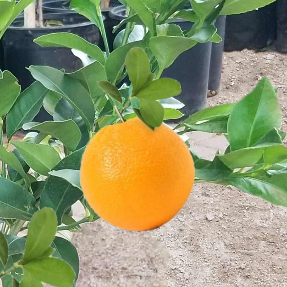 Valencia Orange Fruit Tree, 4 Year Old Grafted, Full Sun Plant, Outdoor , indoor & patio Growing, 2-3Ft Tall 5 Gallon Potted