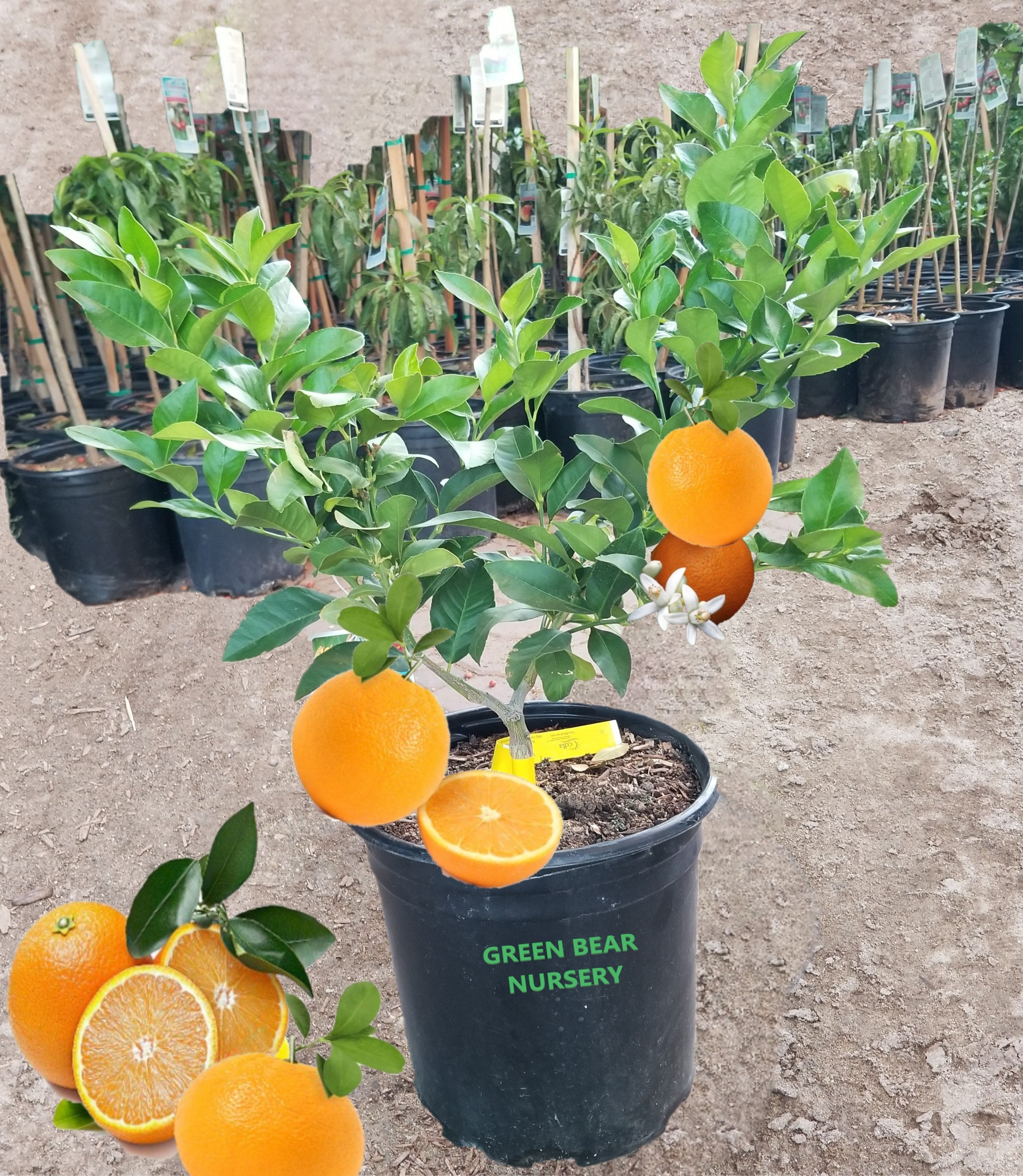 Valencia Orange Fruit Tree, 4 Year Old Grafted, Full Sun Plant, Outdoor , indoor & patio Growing, 2-3Ft Tall 5 Gallon Potted