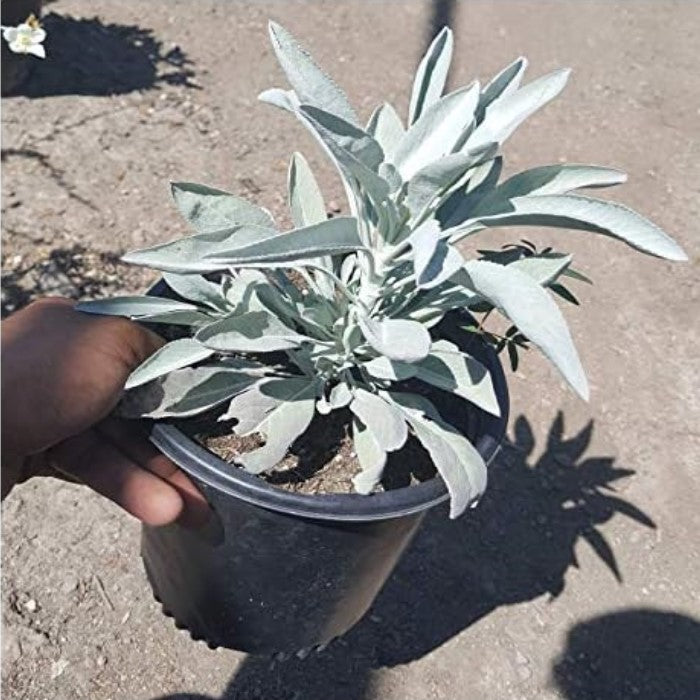 White Sage Plant SALVIA APIANA 1 Gallon Pot Live California Native Plant